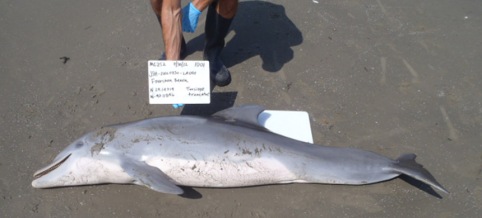 Scientists study a dead dolphin found washed ashore in Louisiana. (photo: NOAA/EcoWatch)