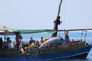 A dolphin jumps near a tourists’ boat during a tour at Watamu marine park and reserve. PHOTO: Watamu Marine Association. 