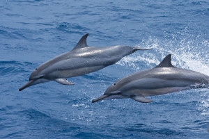 Dolphins enjoying themselves in their habitat. PHOTO: Watamu Marine Association. 