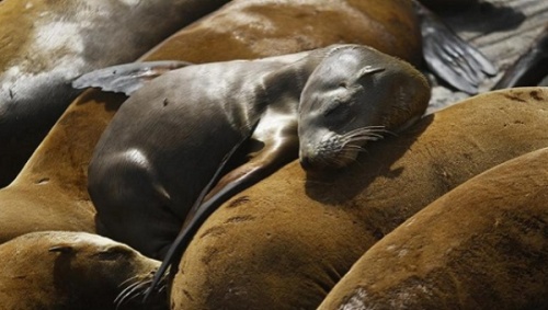 A pup lies with older sea lions at the Coast Guard Pier in Monterey, California. | Photo: Reuters 